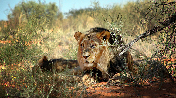 Lion 2