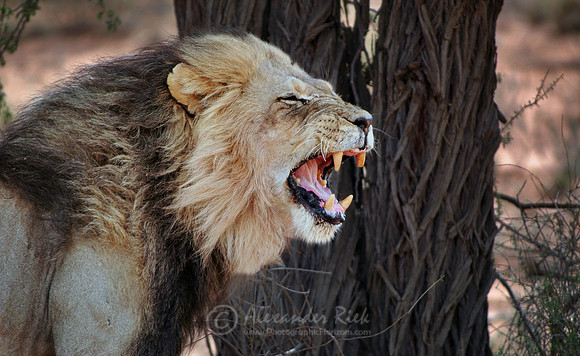 Lion 9