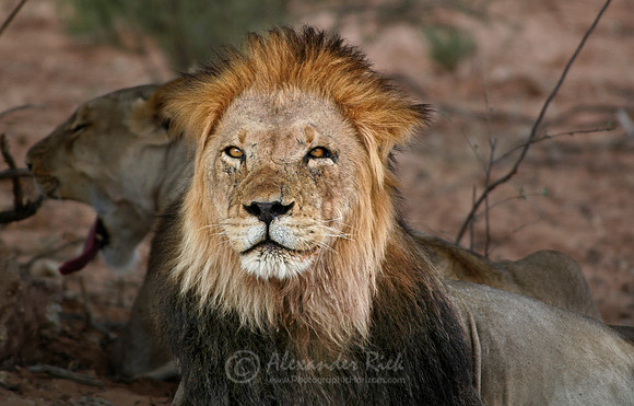 Lion 8