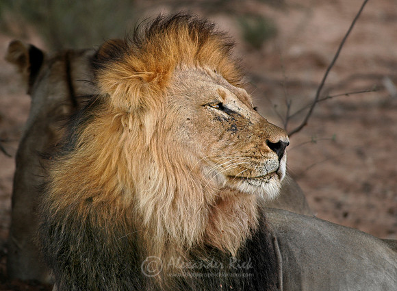 Lion 7