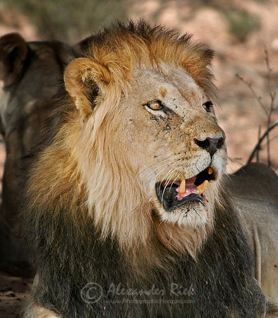 Lion 10