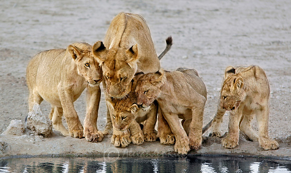 Lion 15