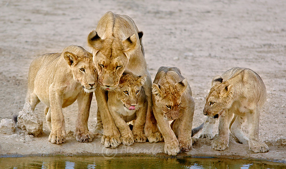 Lion 13