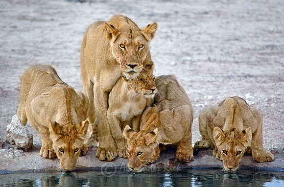 Lion 16