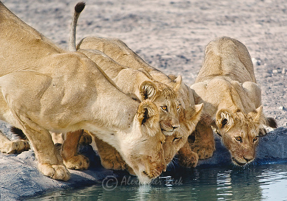 Lion 17