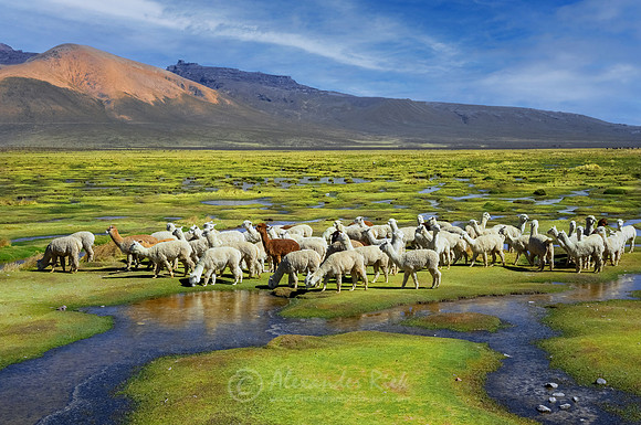Alpaca 2