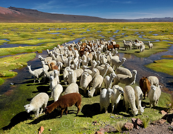 Alpaca 3