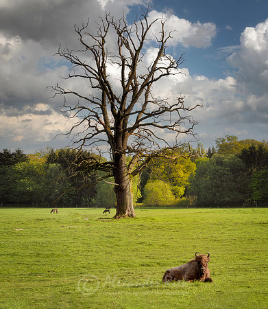 Wisent
