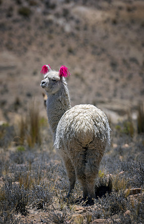 Alpaca 5
