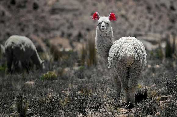 Alpaca 6
