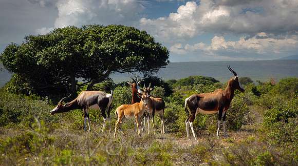 Bontebok