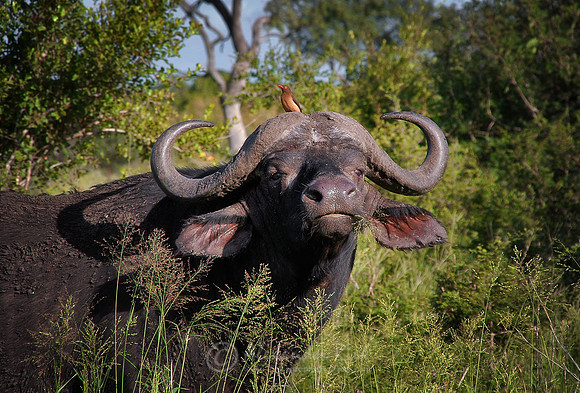 African buffalo