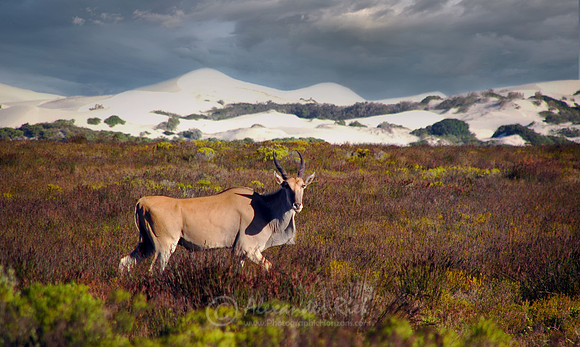 Eland