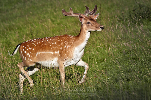 Fallow deer