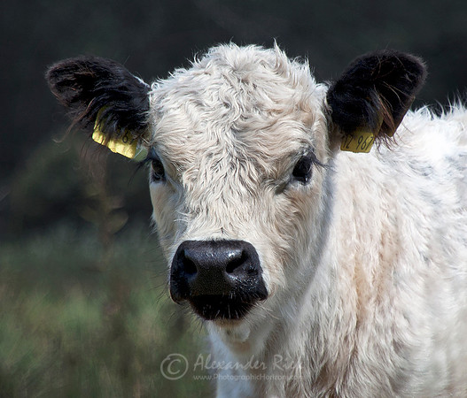 White Galloway