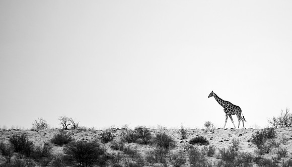 Giraffe 1