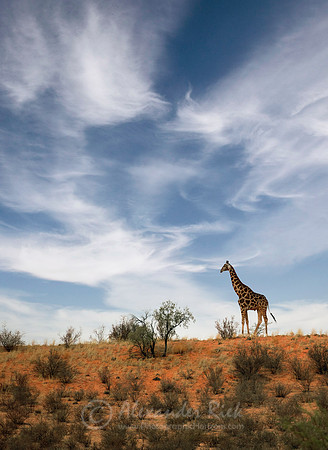 Giraffe 2