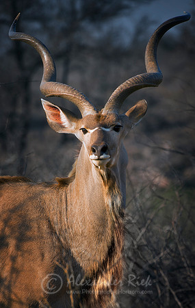 Greater Kudu 2