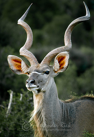 Greater Kudu 1
