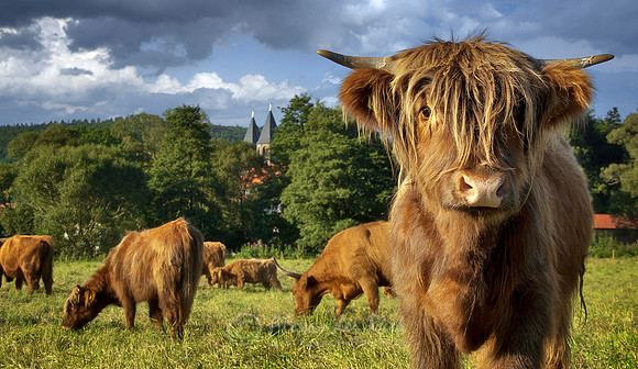 Highland Cattle