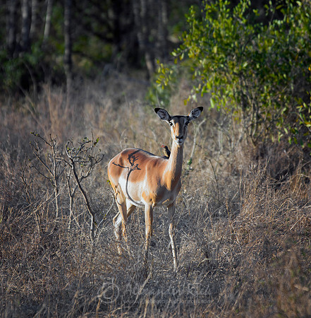 Impala 1