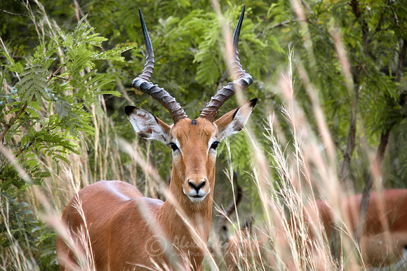 Impala 2