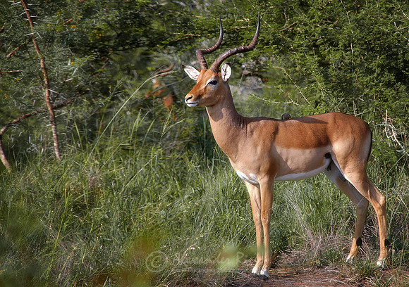 Impala 3
