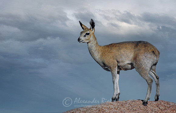 Klipspringer