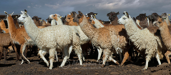 Llama 1