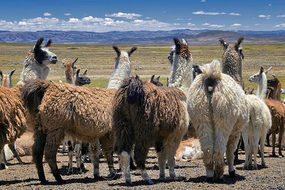 Llama 1