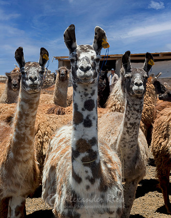 Llama 1