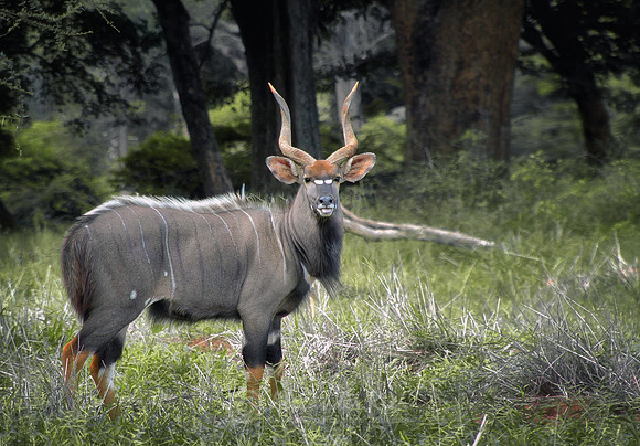 Nyala