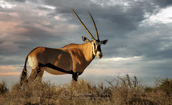 Oryx 1