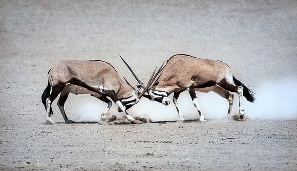 Oryx 2