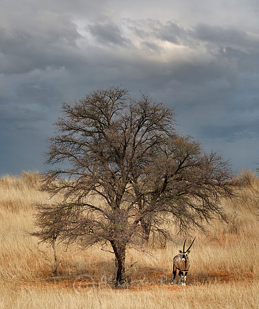 Oryx 4