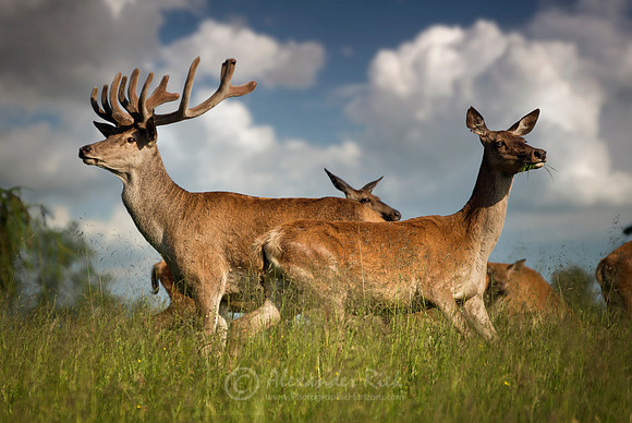 Red deer