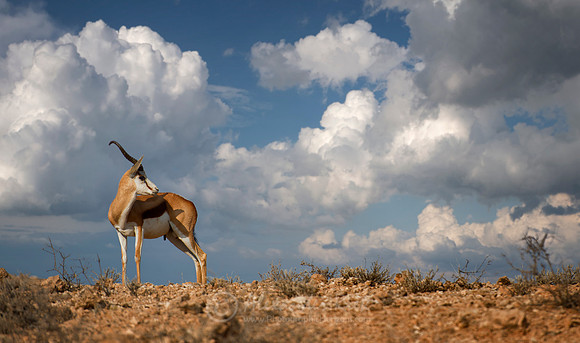 Springbok 1