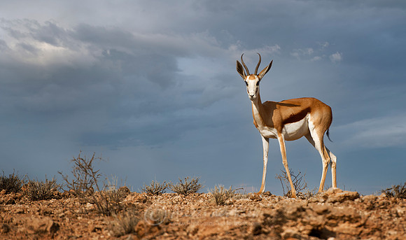 Springbok 2