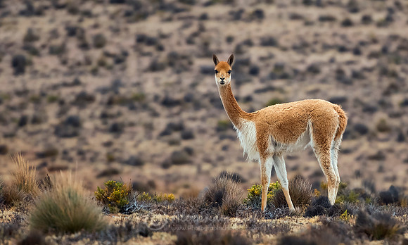 Vicuña 1