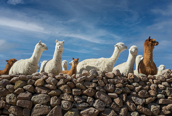 Alpaca 7