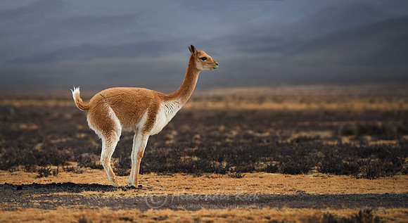 Vicuña 4