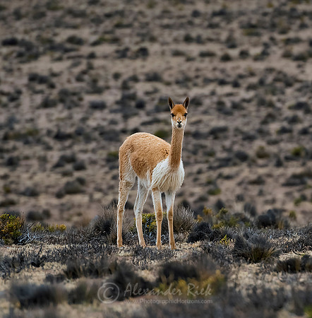 Vicuña 3