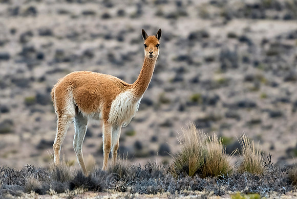 Vicuña 2