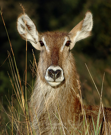 Warterbuck 1