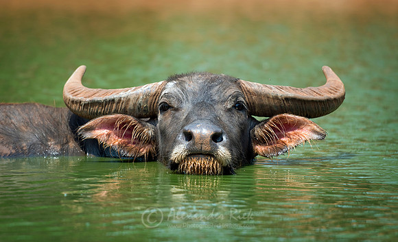 Water buffalo