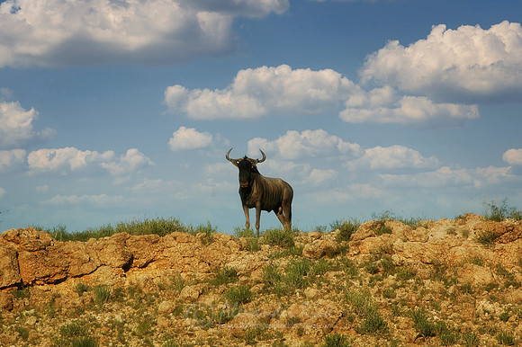 Wildebeest