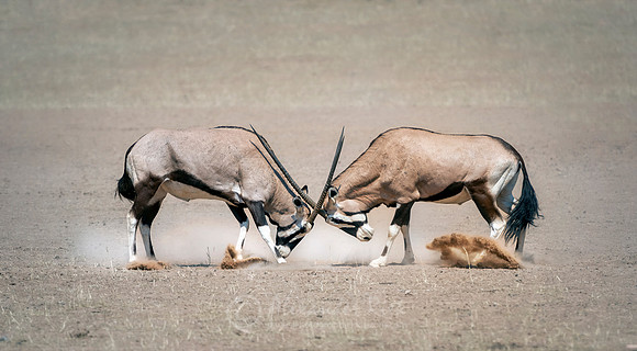 Oryx 3