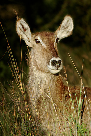 Warterbuck 2