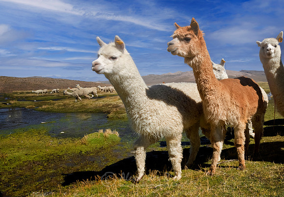 Alpaca 1