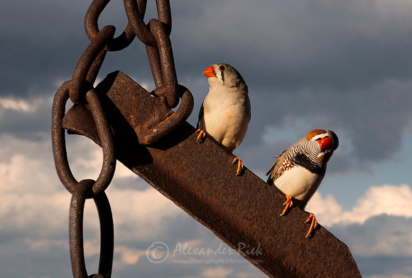 Zebra finch